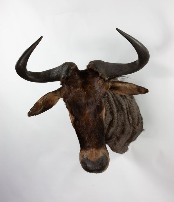 A Wilderbeest head mount