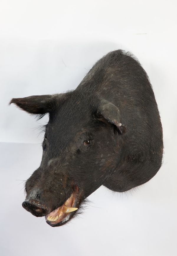 A headmount Black wild boar