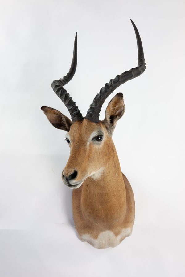 A headmount Impala