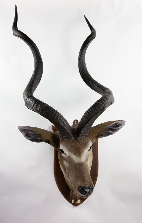 An impressively large greater Kudu head by Peter Spicer