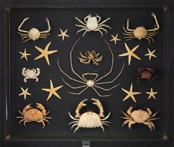 A large picture frame case of crustaceans