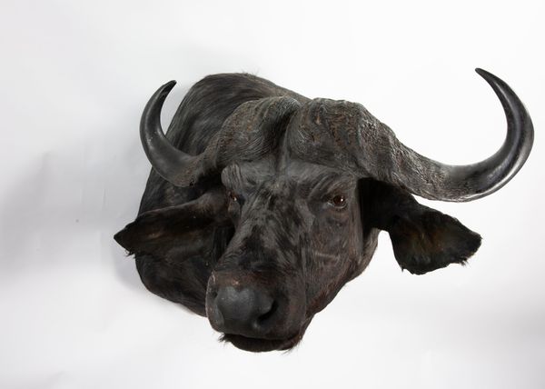 A Cape buffalo head mount