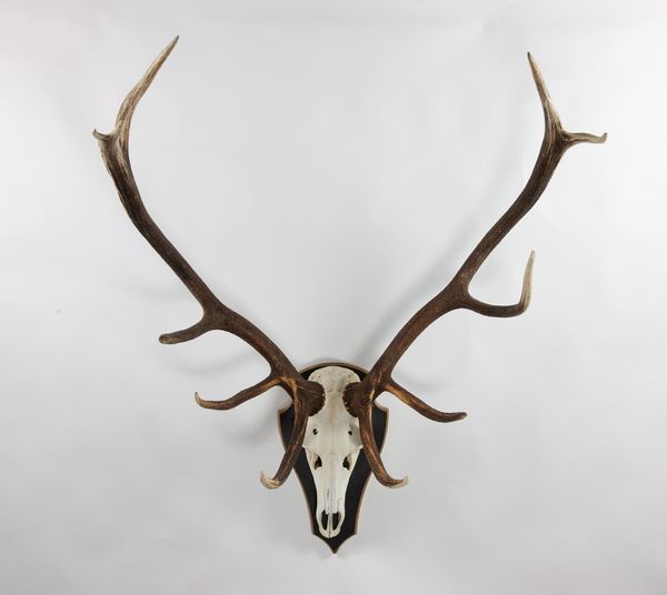 A massive set of Red deer antlers on shield, 12 points