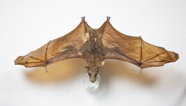 A Hammerhead fruitbat in flight