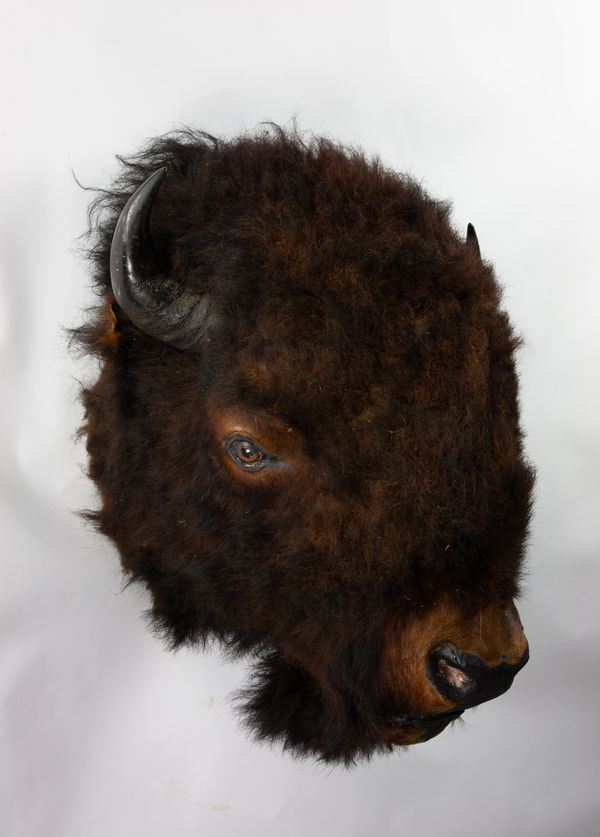 An American bison head