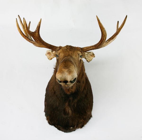 A moose head mount