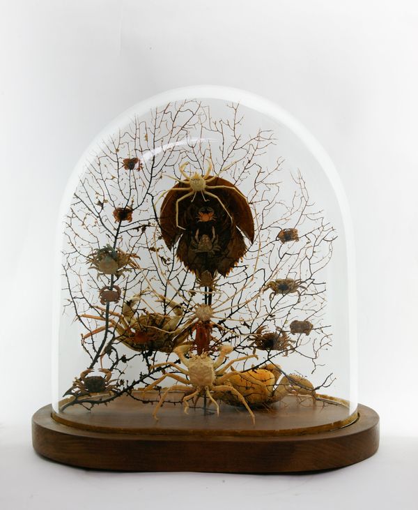 A group of crustacean  under glass dome