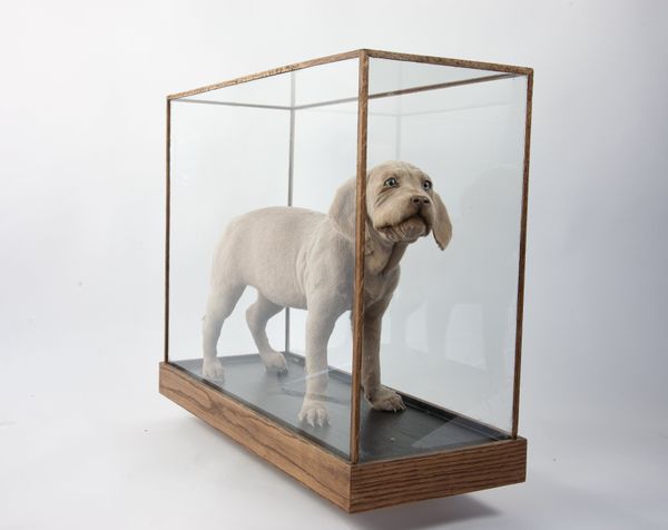 A puppy in rectangular glass case