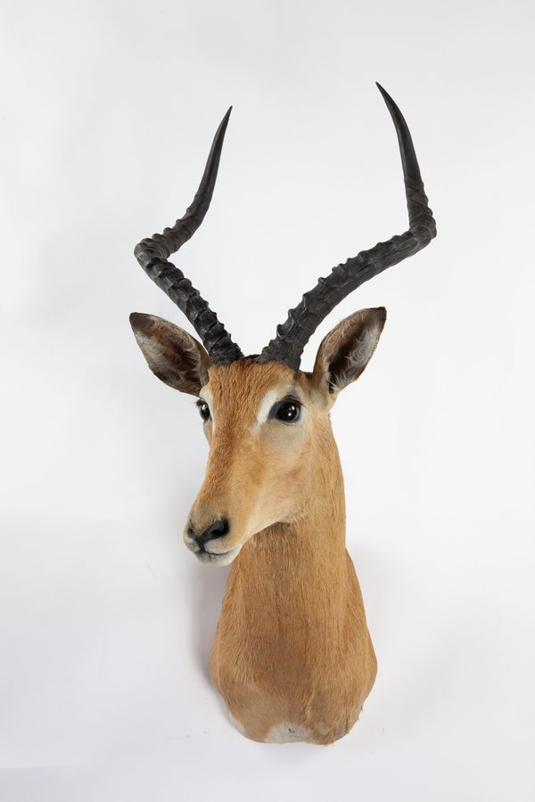 A headmount Impala