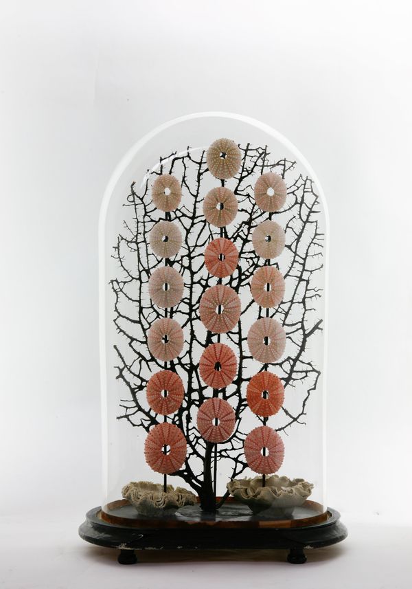 Pink sea urchins under glass dome