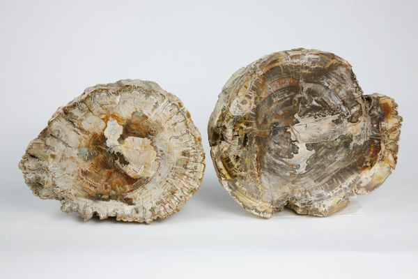 Two petrified wood slices