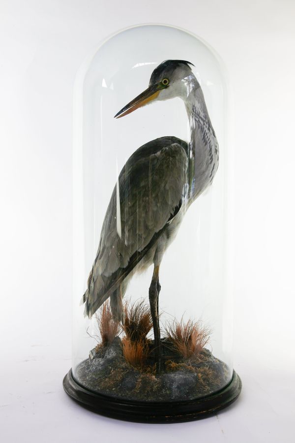 A full mount heron in glass dome.