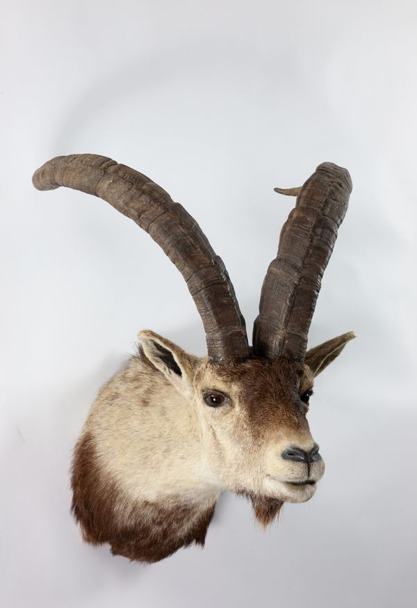 A headmount Barbary sheep female