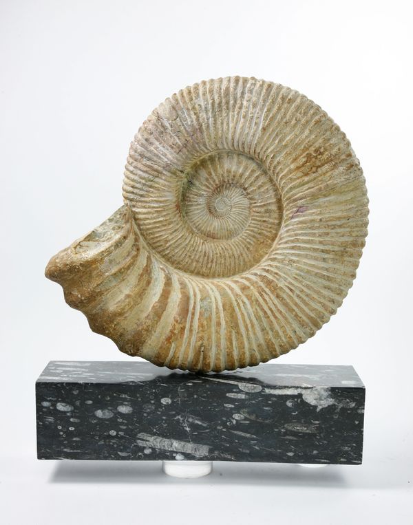 A large ammonite