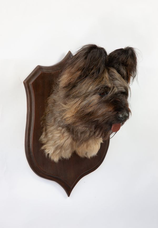 A headmount Briard dog on shield