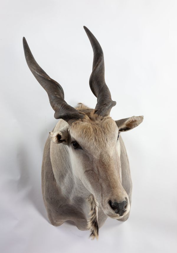 An Eland head