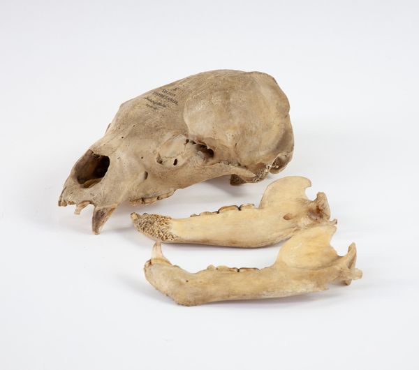 Himalayan Black Bear Skull
