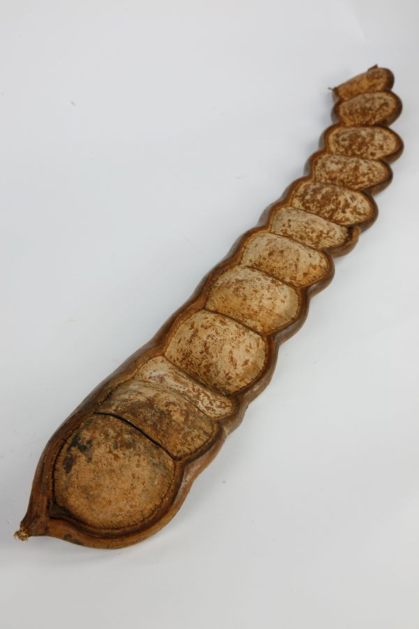 A giant seed pod
