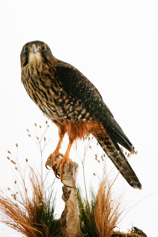 A rare New Zealand Bush Falcon