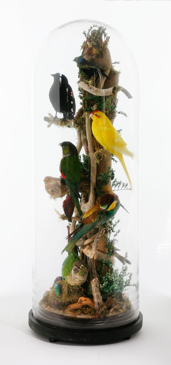 A group of colourful tropical birds under glass dome