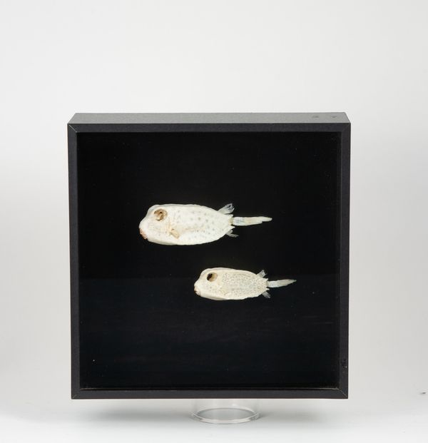 Two mummified fish in display frame