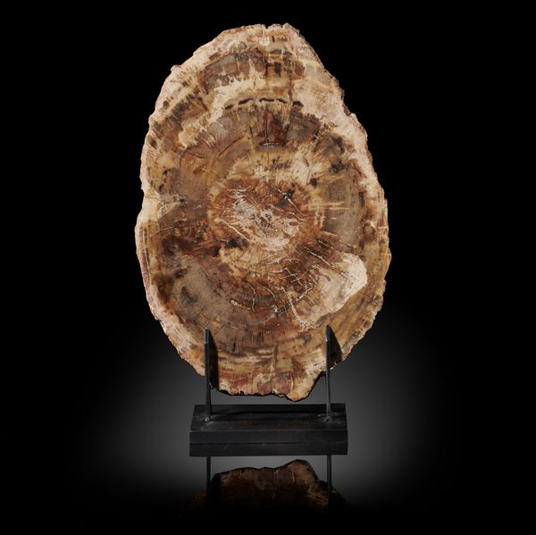 A fossil wood section  Madagascar, Triassic on metal stand 28.5cm high by 19cm wide