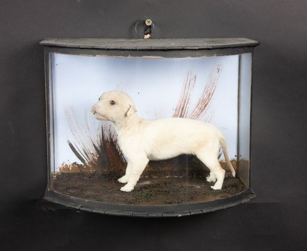 A white puppy in glass dome