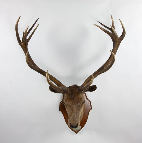 A large red deer stag's head