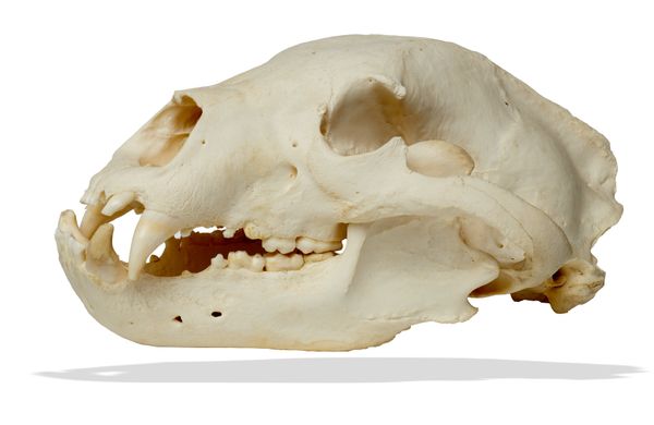 A black bear skull Canada, from native tribes  on metal stand 31cm high by 18cm wide Import permit FR1104500346-1 