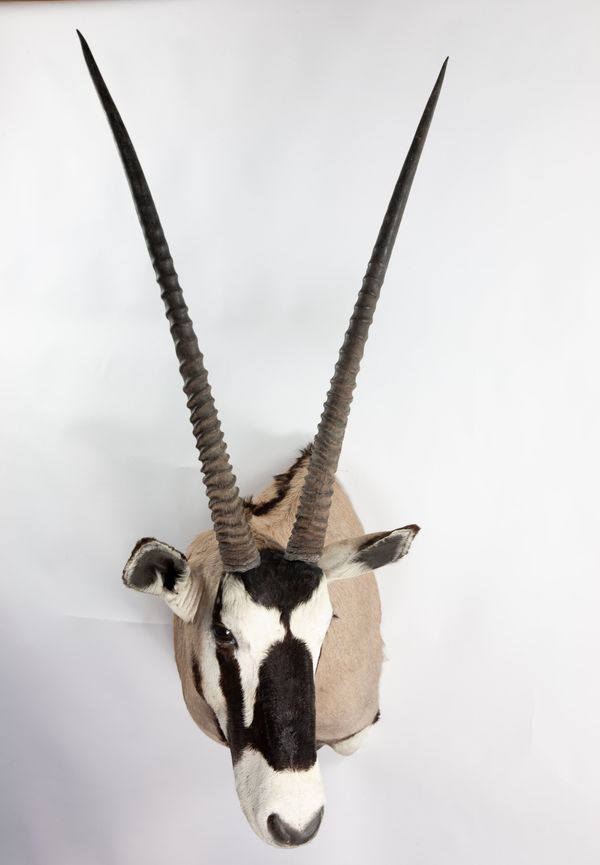 A headmount Gemsbok