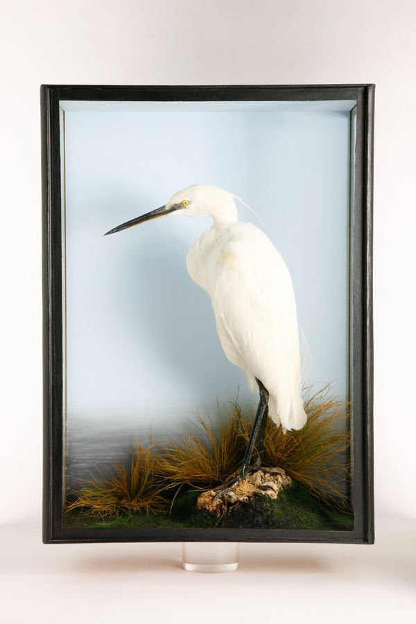 A Snowy Egret in rectangular glass case