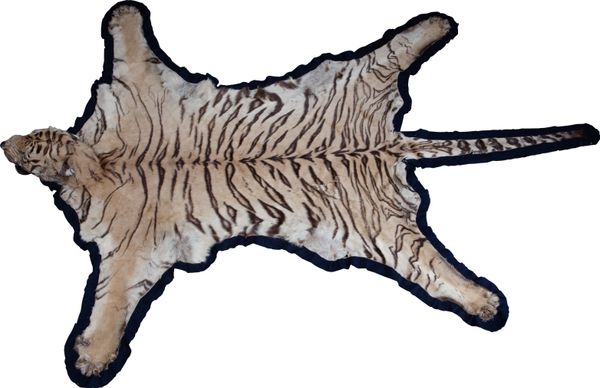 A tiger skin rug by Van Ingen