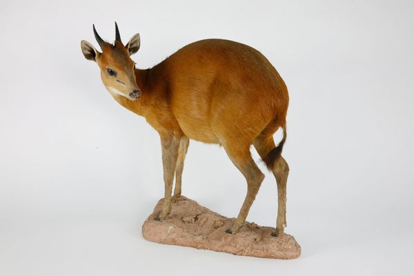 A Red fronted Duiker (small antelope)