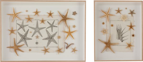 A marine dyptych star fish