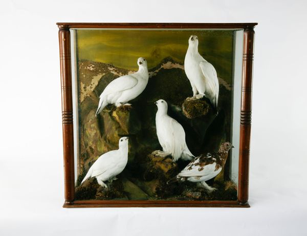 A case of Ptarmigan