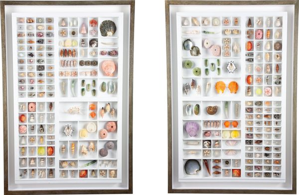 Two framed typography drawers containing over 200 marine curiosities