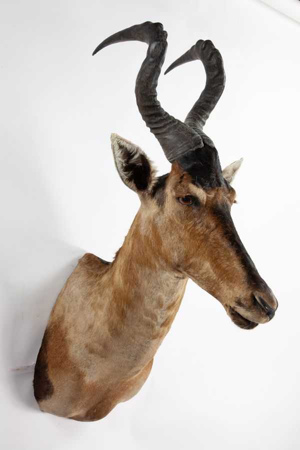 A headmount Red hartebeest