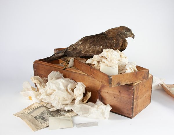 A Golden eagle mount with travelling case and letter